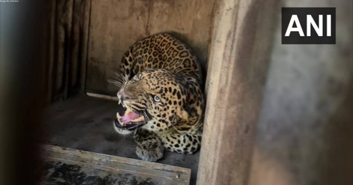 Karnataka: Leopard sighted in Bengaluru University campus, admin restricts movement